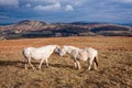 Welsh Ponies on English Moorland
