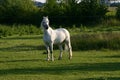 Welsh pony