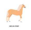 Welsh pony flat vector illustration. Cute beige horse isolated on white background. Adorable stallion with long mane and