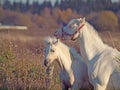 Welsh pony mare and her foal in meadow.sunny evening Royalty Free Stock Photo