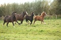 Welsh pony mares with foals running Royalty Free Stock Photo