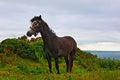 Welsh Pony near Cliffs of Moher Hags Head Ireland