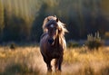 chestnut horse runs gallop on a spring, summer field Royalty Free Stock Photo