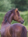 Welsh Pony Stallion Royalty Free Stock Photo