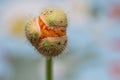 Welsh Poppy Bulb Close Up