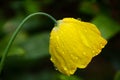 Welsh Poppy In The English Rain Royalty Free Stock Photo