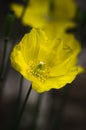 Welsh Poppy - Meconopsis cambrica Royalty Free Stock Photo