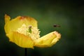 Welsh Poppy, Meconopsis cambrica in subdued woodland lighting