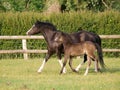 Welsh Mare and Foal Royalty Free Stock Photo
