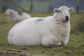 Welsh sheep Royalty Free Stock Photo