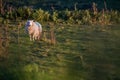 Welsh sheep on a hillside, North Wales, Snowdonia, UK Royalty Free Stock Photo