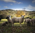 Welsh Sheep Royalty Free Stock Photo