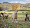 Welsh Sheep Royalty Free Stock Photo