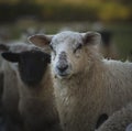 Welsh Sheep. UK Royalty Free Stock Photo