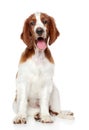 Welsh springer spaniel dog