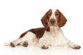 Welsh Springer Spaniel dog on white background