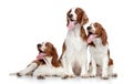 Welsh springer spaniel dogs on white background