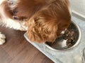 Welsh Springer Spaniel eating dogfood Royalty Free Stock Photo