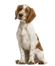 Welsh Springer Spaniel sitting