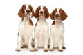 Welsh Springer Spaniels on white background