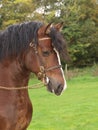 Welsh Stallion Headshot Royalty Free Stock Photo