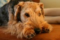 Welsh Terrier Royalty Free Stock Photo