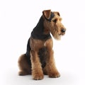 Welsh Terrier breed dog isolated on a clean white background Royalty Free Stock Photo