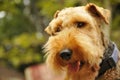 Welsh Terrier Canine