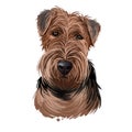 Welsh Terrier dog breed portrait isolated on white. Digital art illustration, animal watercolor drawing of hand drawn doggy for Royalty Free Stock Photo