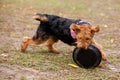 Welsh terrier dog catches Frisbee on the field in autumn Royalty Free Stock Photo