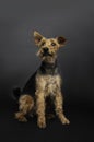 Welsh terrier dog is sitting on the floor isolated in black background Royalty Free Stock Photo