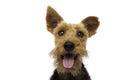 Welsh terrier dog is smiling on white background