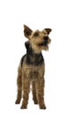 Welsh terrier dog is standing on white background Royalty Free Stock Photo