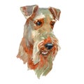Welsh terrier portrait
