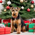 Welsh Terrier Posing By a Christmas Tree