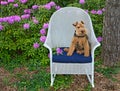 Welsh Terrier in a rocking chair Royalty Free Stock Photo