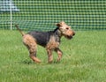 Welsh Terrier Running