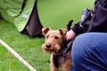 Welsh terrier at show of racial dogs Royalty Free Stock Photo