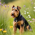 Welsh Terrier In Summer Wildflower Field
