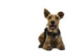 welsh terrier Royalty Free Stock Photo