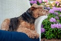 Welsh terrier in wicker chair Royalty Free Stock Photo