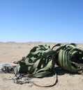 Welwitchia plant, Namibia