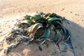 Welwitschia mirabilis, Amazing desert plant, living fossil Royalty Free Stock Photo