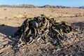 Welwitschia mirabilis, Amazing desert plant, living fossil Royalty Free Stock Photo