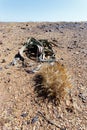 Welwitschia mirabilis, Amazing desert plant, living fossil Royalty Free Stock Photo