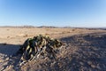 Welwitschia mirabilis, Amazing desert plant, living fossil Royalty Free Stock Photo