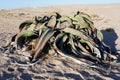 Welwitschia mirabilis, Amazing desert plant, living fossil Royalty Free Stock Photo