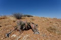 Welwitschia mirabilis, Amazing desert plant, living fossil