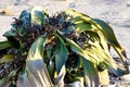 Welwitschia mirabilis, Amazing desert plant, living fossil