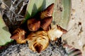 Welwitschia Mirabilis in Angola